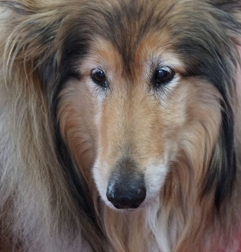 Casey, emotional support pet(13.06.2008 - 03.05.2023)